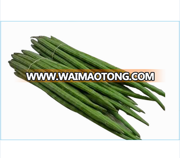 Organic Fresh Drumstick Vegetable from India