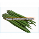 Organic Fresh Drumstick Vegetable from India